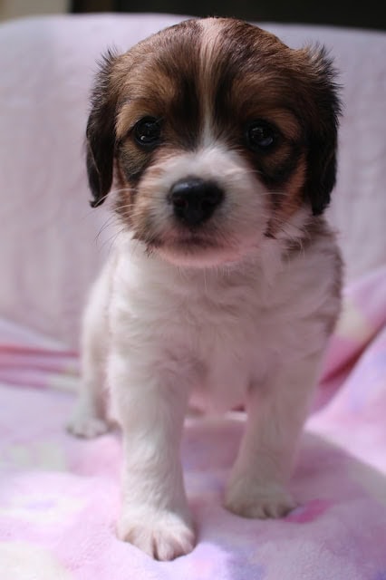 子犬の子犬の顔のクローズアップ写真です。.