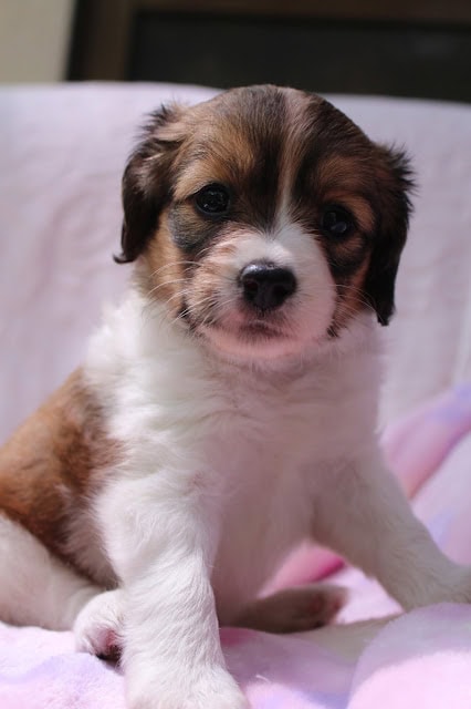 子犬のアップ写真、ふわふわの毛と大きな目が魅力的です。.