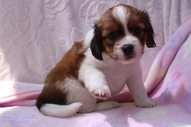 子犬のかわいい顔とふわふわの毛並みが魅力的です。.