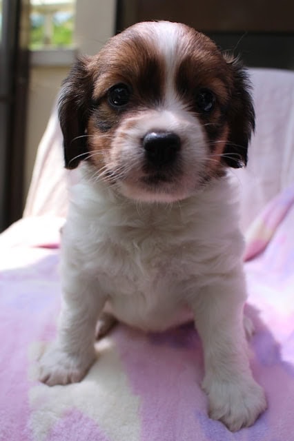 生後1か月のかわいい子犬のアップ写真です。.