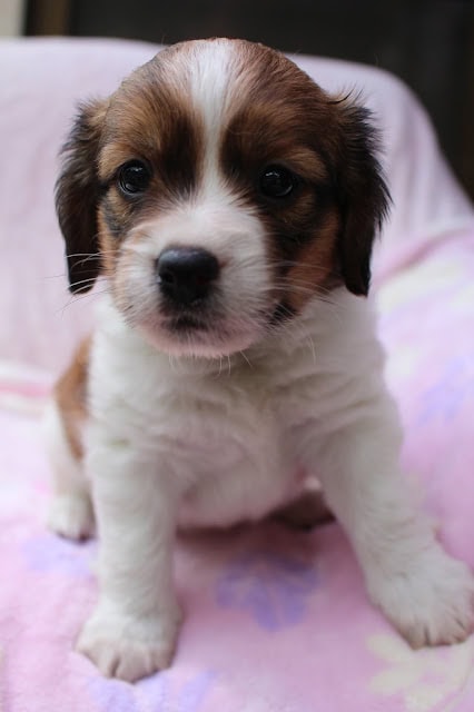 子犬の生後1か月の写真です。.