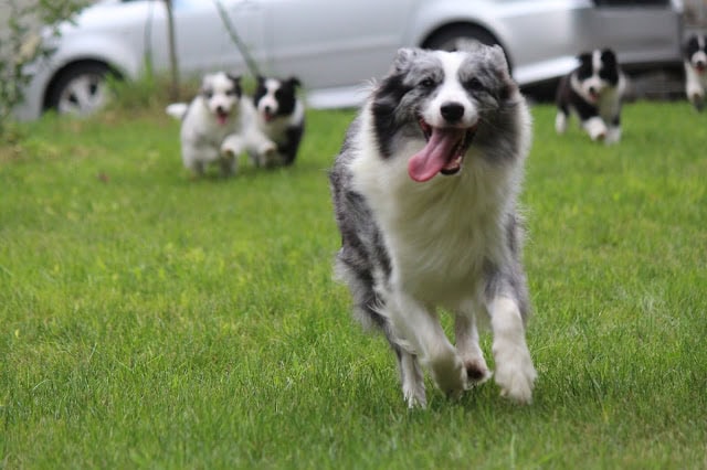 元気いっぱいの子犬たちがフィールドで走り回る瞬間.