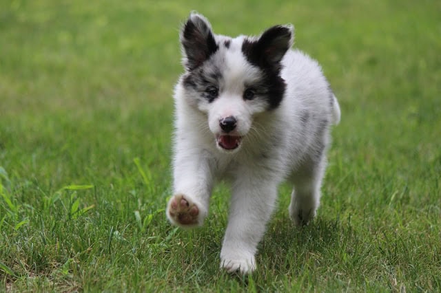 子犬が元気に走る様子を捉えた写真です。.