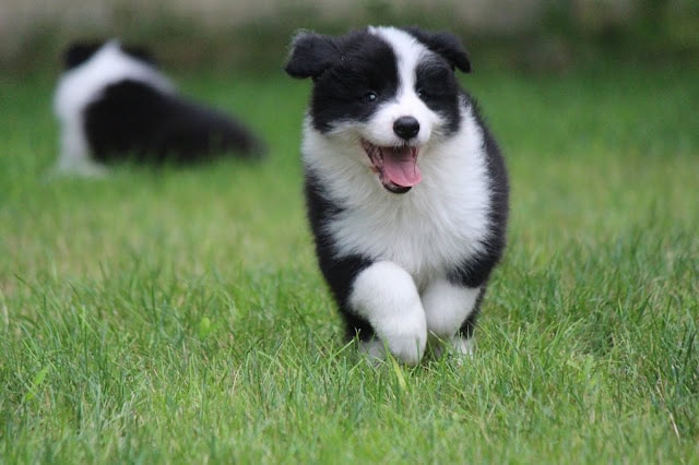 子犬のかわいい表情と元気な姿が印象的です。.