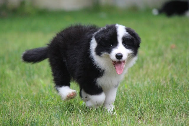 かわいい子犬が緑の草原で遊んでいます。.