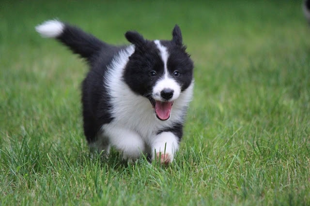 子犬が走りながら楽しそうにしている写真。.