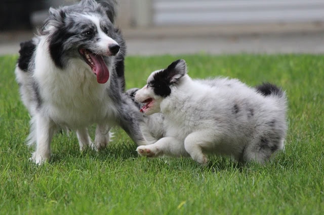 犬と猫が仲良く遊びながら楽しんでいる様子。.