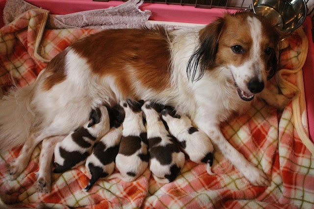 母犬と子猫たちが一緒に寝ている様子.