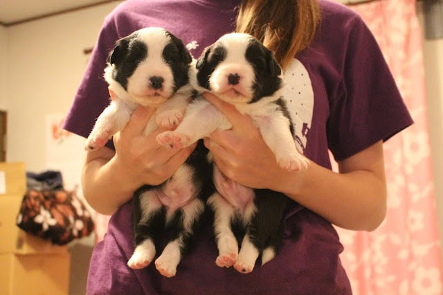 子犬を抱いている女性の手と二匹の黒白の子犬のアップ.