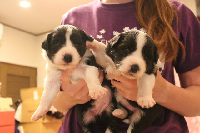 子犬を抱いている女性の手と二匹の子犬のクローズアップ.