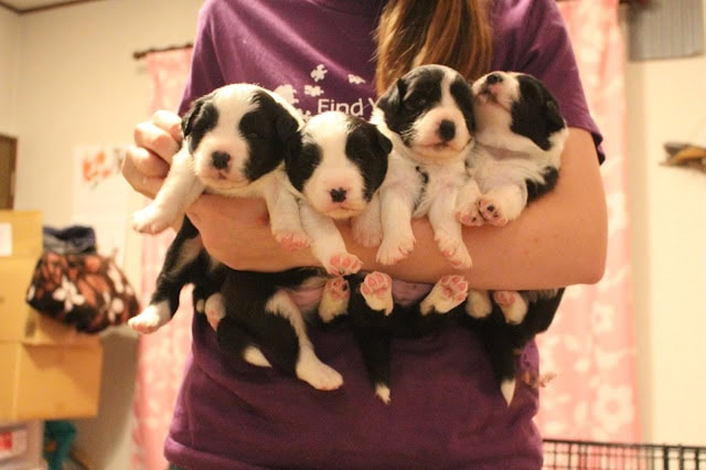 子犬を抱いている女性のアップ写真です。.