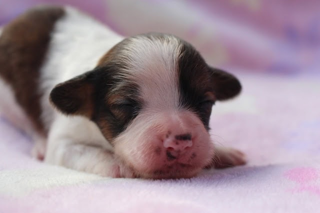 赤ちゃん子犬の寝顔の写真です。.