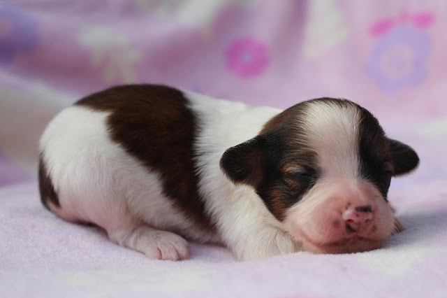 子犬のかわいい寝顔と毛色の特徴.