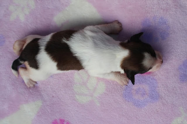 赤ちゃん猫が寝ている様子です。.