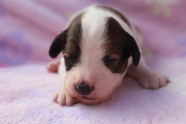 生後12日目のかわいい子犬の写真.