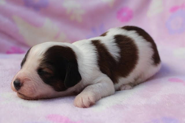 赤ちゃん犬が眠っているかわいい姿.