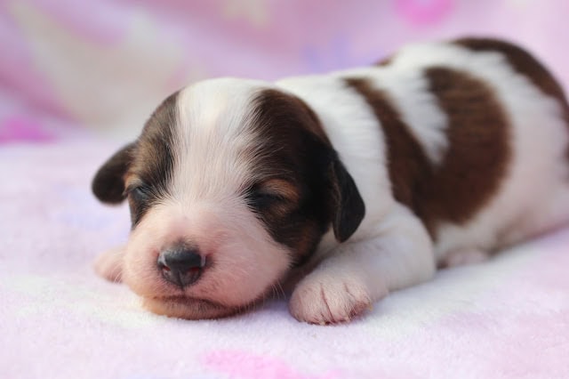 子犬が眠っているかわいい姿.