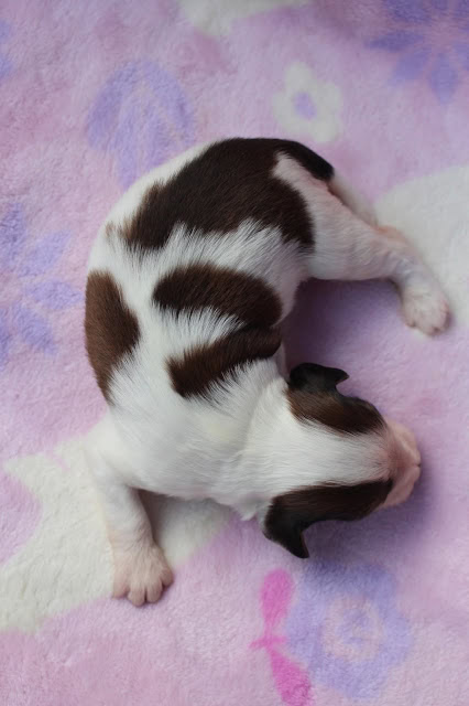 赤ちゃん猫が寝ている様子を捉えたかわいい写真です。.