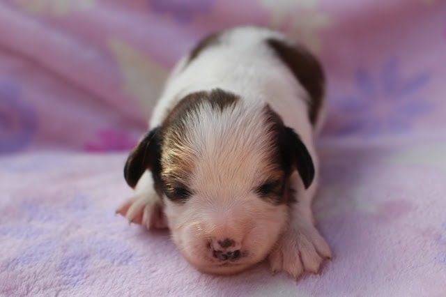 子犬のかわいい寝顔と小さな体.