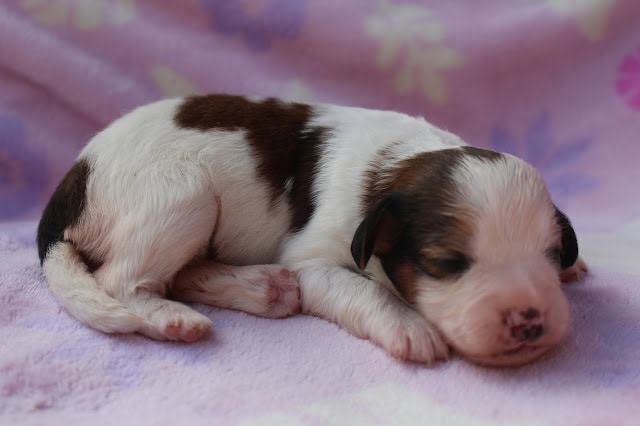 生後12日のシャル×トビーっ子のかわいい子犬.