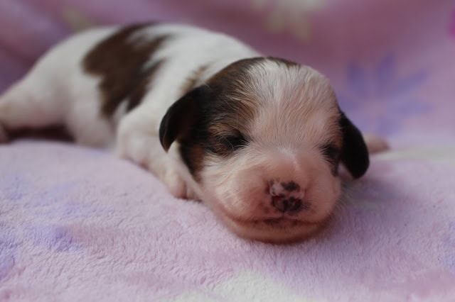 子犬のかわいい寝顔と柔らかい毛並み.