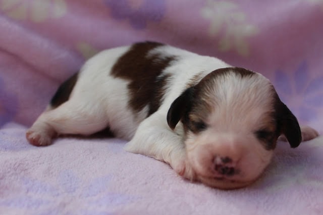 子犬のかわいい寝顔と白黒の毛色が特徴です.