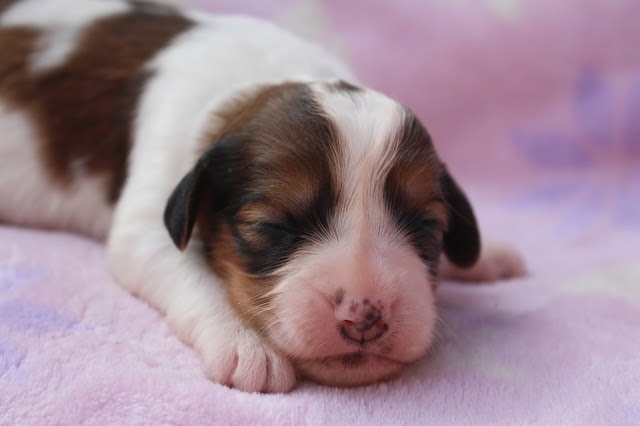 子犬のかわいい寝顔と毛並みの詳細な写真.