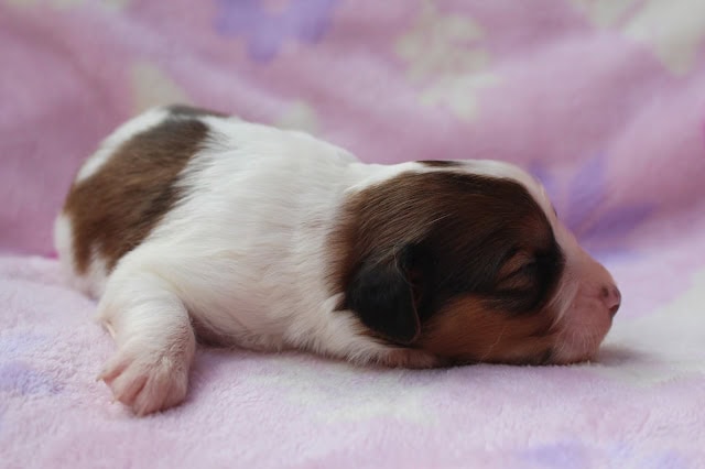 赤ちゃん犬の横顔の写真です。.