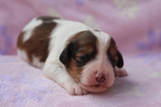 生後12日目のかわいい子犬の写真.