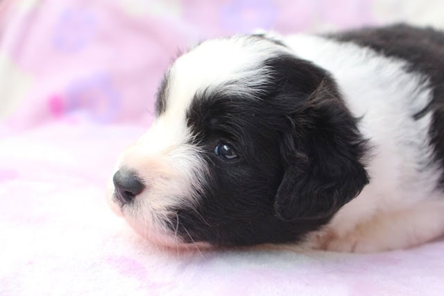 生後25日のパリスっ子のかわいい黒白の子犬のアップ写真.