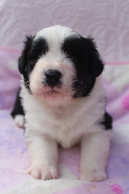 パリスっ子の生後25日のかわいい子犬の写真です。.