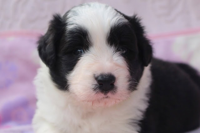 子犬の可愛い黒白模様の幼犬のアップ写真.