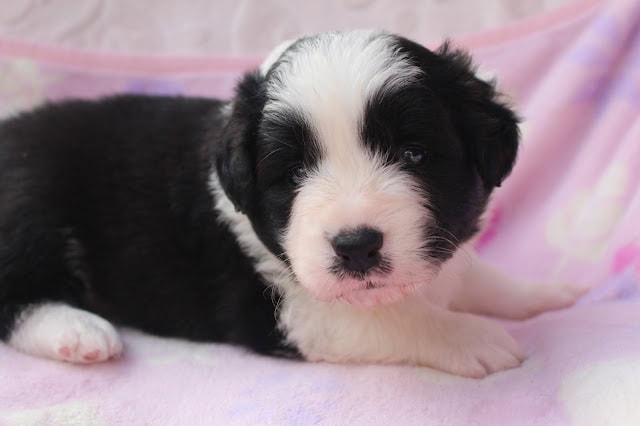 子犬のかわいい生後25日の写真です。.