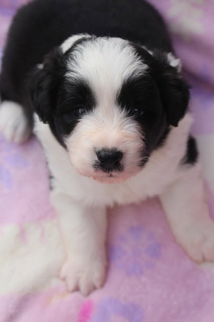 生後25日のパリスっ子の子犬のアップ写真です。ふわふわの毛と愛らしい表情が魅力的です。.