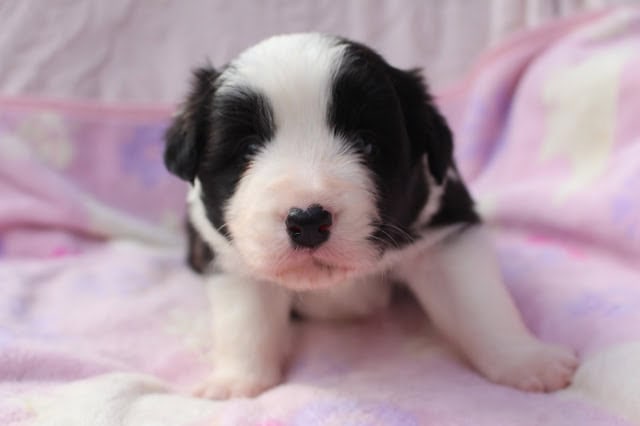 生後25日の子犬のアップ写真。ピンクの毛布の上で寝ている小さな子犬です。.