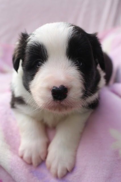 子犬のかわいい顔と黒白の毛色が特徴的です.