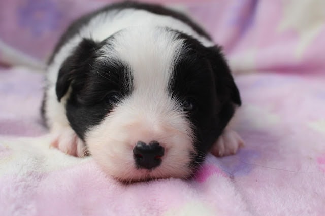 子犬の生後25日、眠っている様子を捉えた愛らしい瞬間です。.