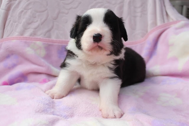 生後25日のパリスっ子子犬の可愛らしい姿を紹介します。.