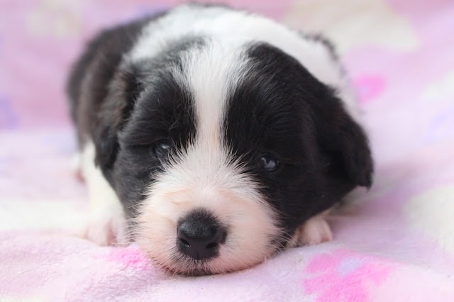子犬のアップ写真、黒と白の毛色がかわいいです.