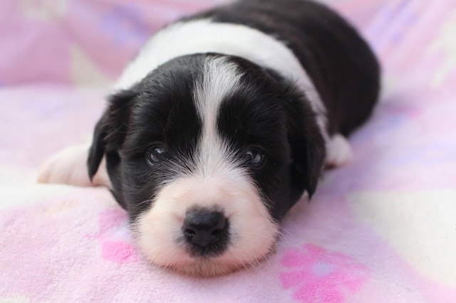 生後25日のパリスっ子子犬のかわいい写真です。.