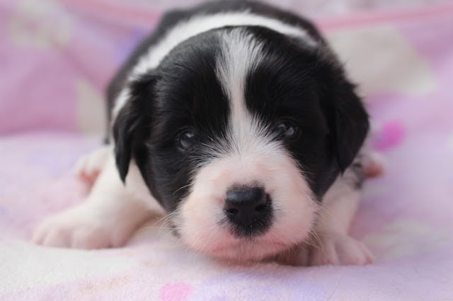 子犬のアップ写真、黒白のかわいい子犬です.