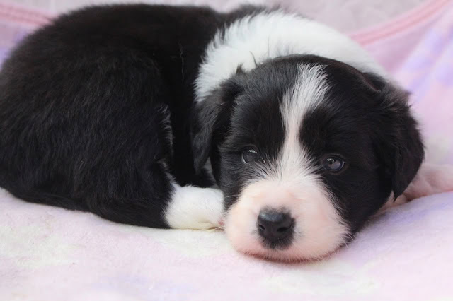 子犬が柔らかい毛布の上で眠っています.