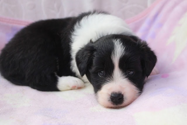 子犬のかわいい黒白の子犬のアップ写真.