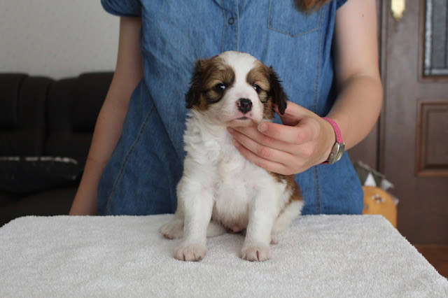 子犬のアップ写真、優しい飼い主に抱かれるオパールっ子.