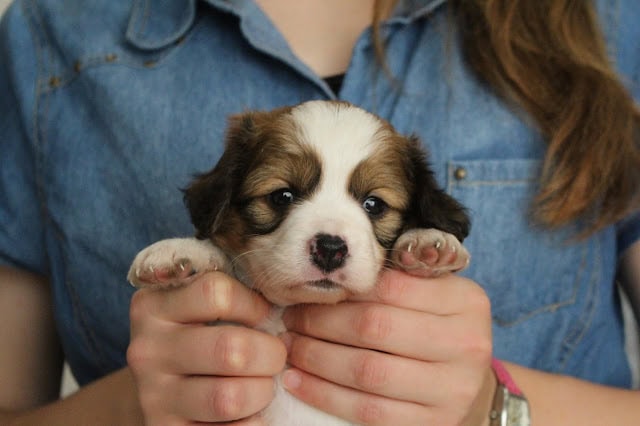 生後一か月のかわいい子犬のアップ写真です。.