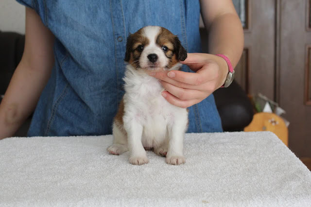 子犬のアップ写真、かわいらしい表情とふわふわの毛並み.