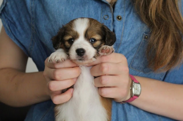 子犬のアップ写真、飼い主に抱かれるかわいい子犬.