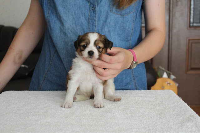 子犬のアップ写真、飼い主の手で優しく支えられています.