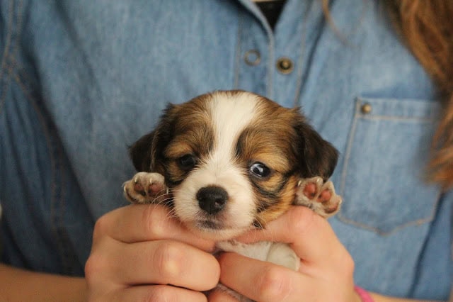 子犬を優しく抱く手と背景のデニムシャツ.