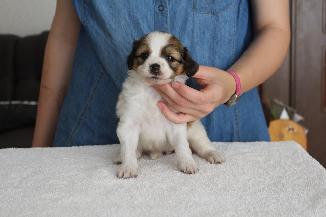 子犬のアップ写真、飼い主の手で支えられています.